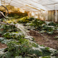 Hoe vaak moet je tuinplanten water geven in de zomer?