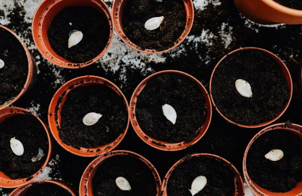 Welke groenten kun je in juli 2026 nog in de moestuin zaaien?