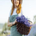 Hoe vaak moet je lavendel snoeien voor een gezonde en volle plant?