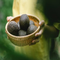 Hoe kun je zelf een avocadoplant in je tuin planten?