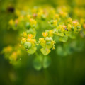 Welke soort Euphorbia past het beste bij jouw tuin?
