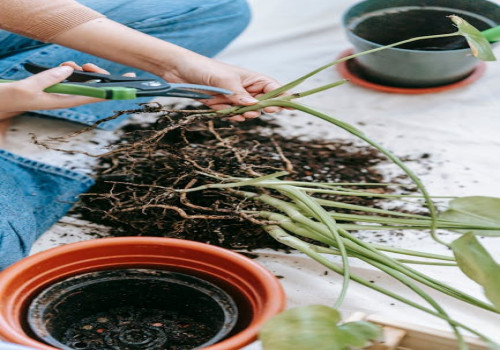 Wat is de beste tijd om je tuinplanten te snoeien?