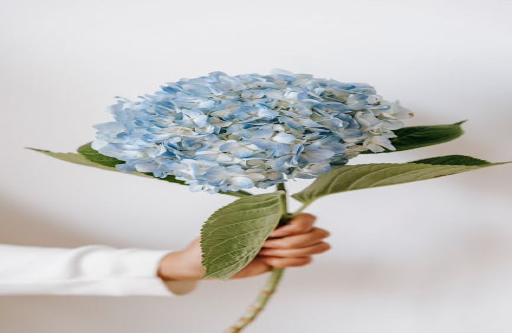 Waarom gaan mijn hortensia’s niet bloeien? Oorzaken en oplossingen uitgelegd
