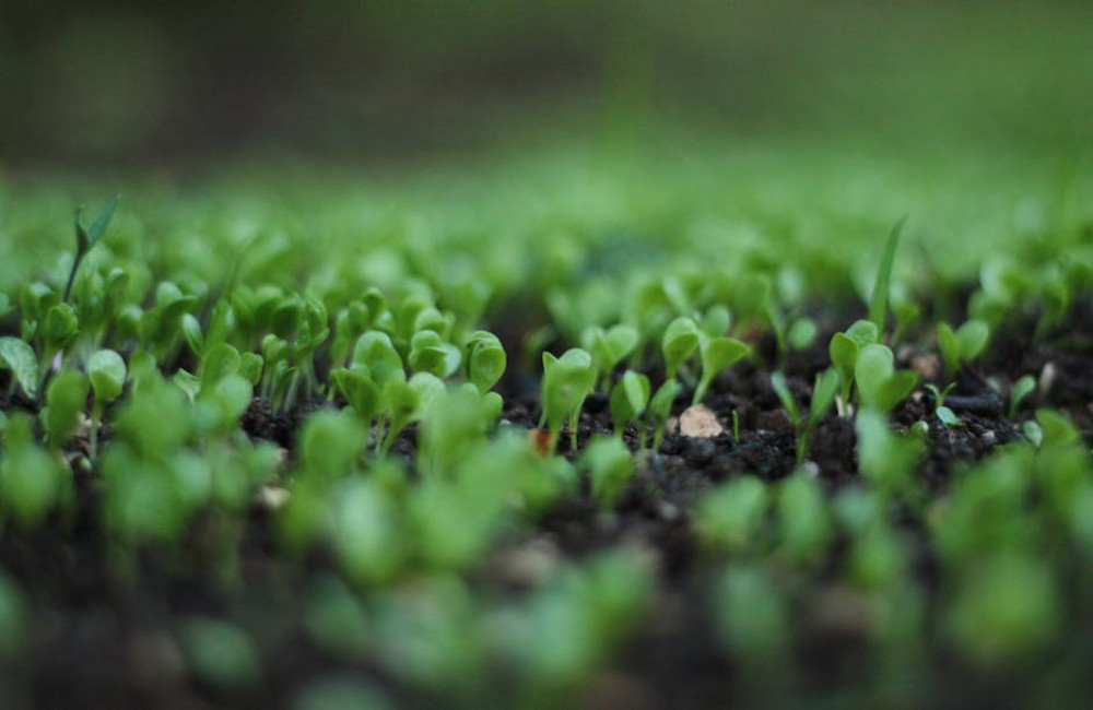 Wat is het verschil tussen tuinaarde en potgrond? Handige uitleg voor uw tuin