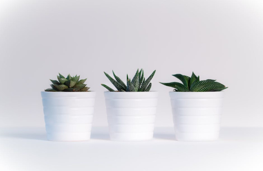 Hoe kies je de beste plantenbakken voor je tuin?