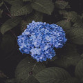 Wat betekent het als hortensia's niet bloeien in je tuin?