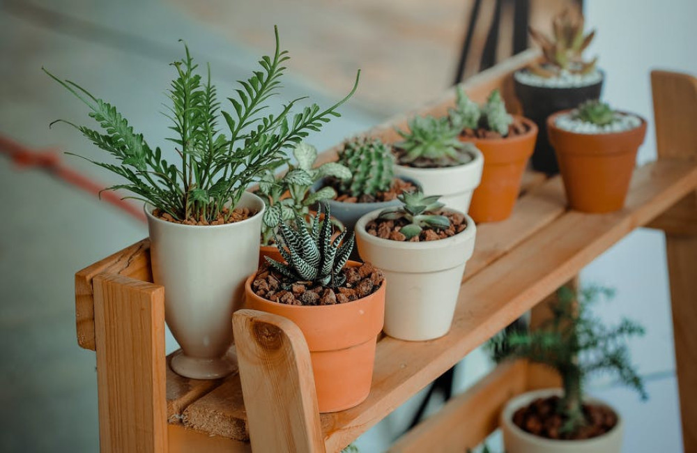 Waarom zijn planten in huis een goed idee?