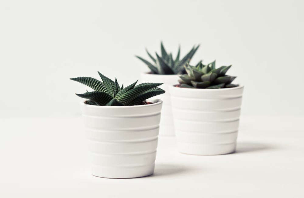 Hoe kies je de juiste planten pot voor je tuin?