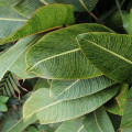 De beste planten voor een onderhoudsarme tuin