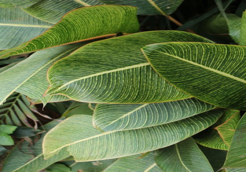 Hoe kiest u de juiste plantencombinaties voor een harmonieuze tuin?