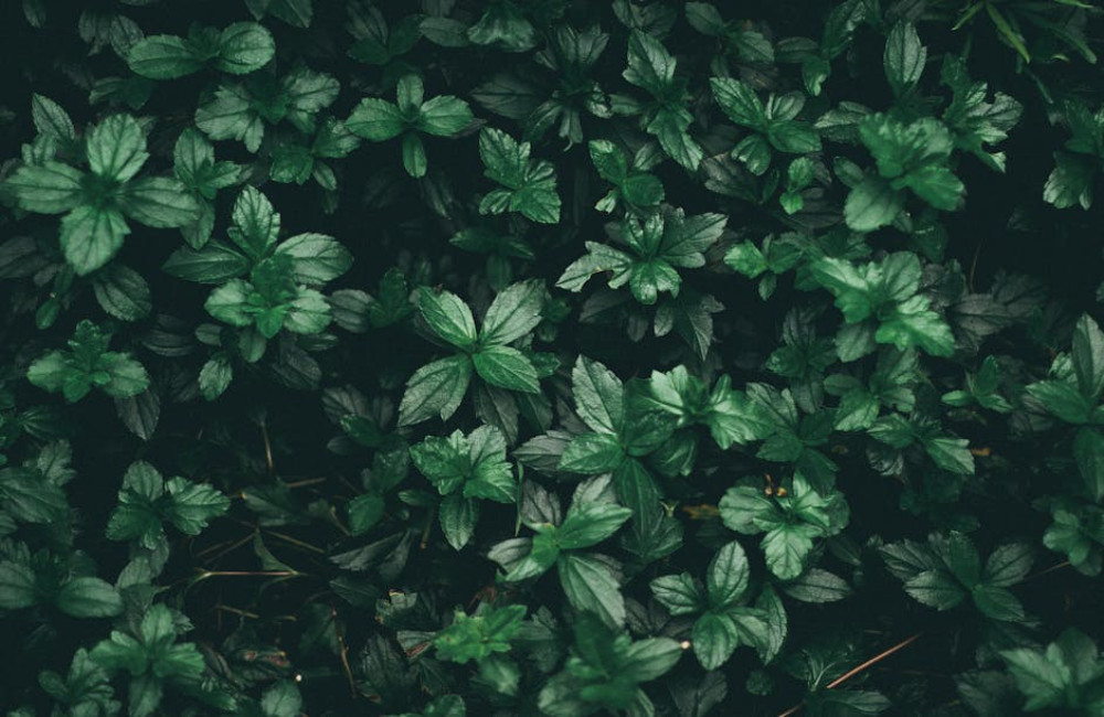 De mooiste schaduwplanten voor een onderhoudsvriendelijke tuin