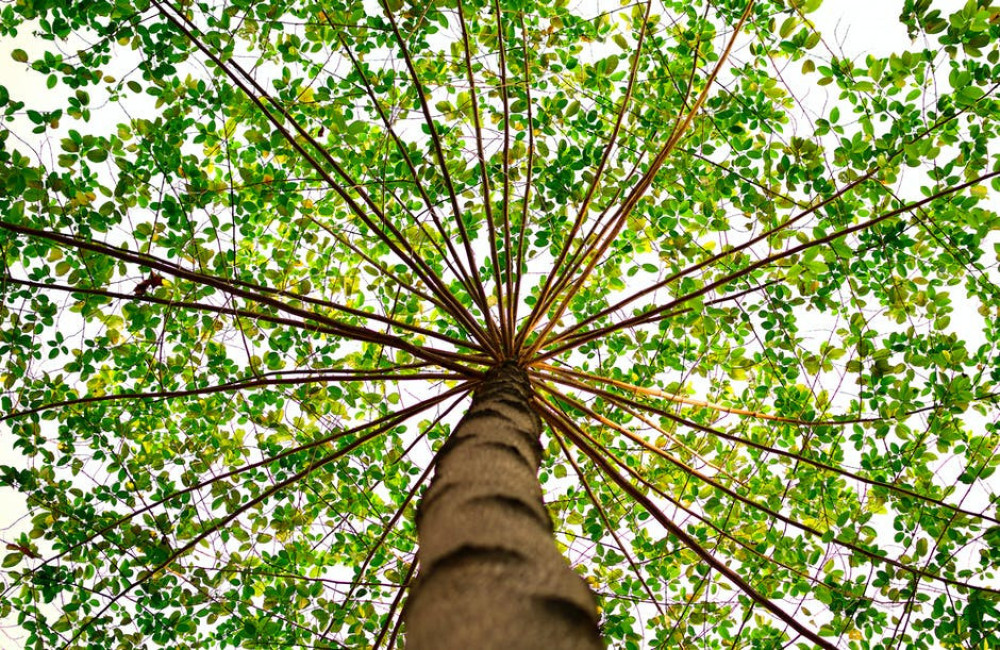 Furn.nl plant boom voor jouw tuinbank
