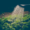 Wat is de beste tijd om je tuinplanten te snoeien?