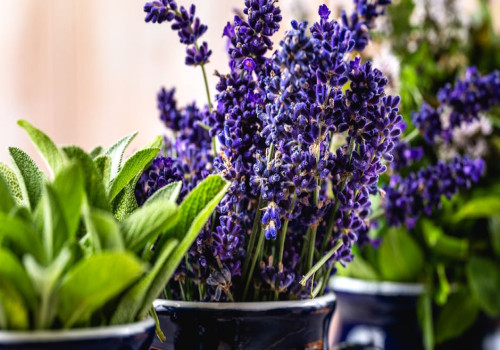 Is salie giftig voor katten?